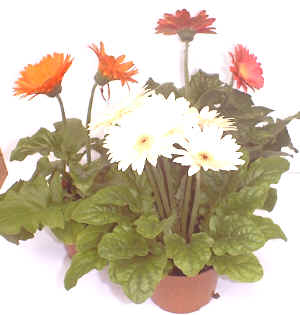 Gerbera jamesonii"