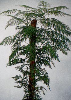  Grevilleen oder Silbereichen< - Grevillea