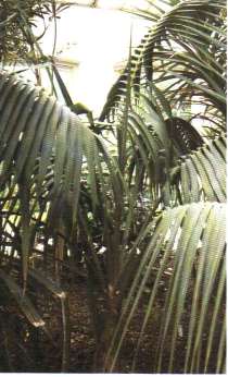 Howea forsteriana"