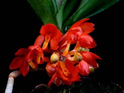  - Ascocentrum