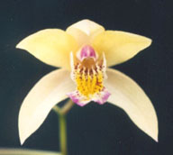 Bletilla striata - Bletilla striata