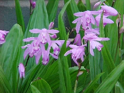 Bletilla striata