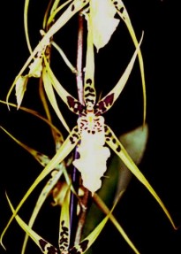  - Brassia