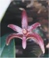 Bulbophyllum"