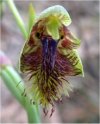 Calochilus"