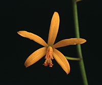 Laelia
