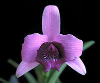Laelia