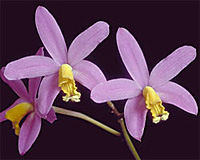 Laelia - Laelia