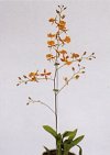 Oncidium tigrinum"