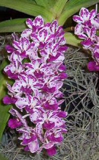 Rhynchostylis"