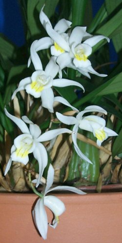 Hohlnarbe - Coelogyne