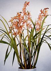 Cymbidium