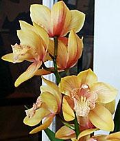 Cymbidium
