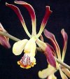 Epidendrum"