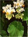 Sparmannia africana"