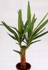 Yucca aloifolia"