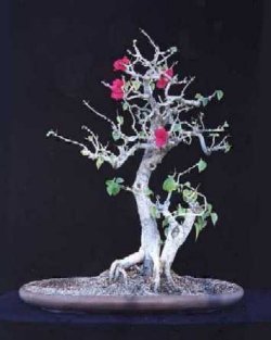 Bougainvillea oder Drillingsblume - Bougainvillea glabra