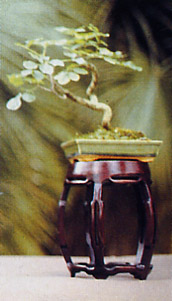 Echte Feige - Ficus carica
