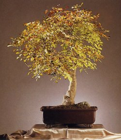 Gemeine Esche - Fraxinus excelsior