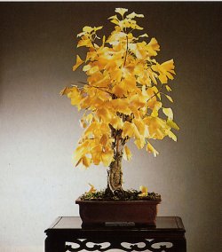 Ginkgo oder Silberpflaume oder F�cherblattbaum