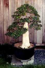 Olivenbaum