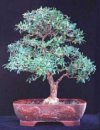 Olea europea"