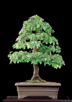 Chinesische Ulme - Ulmus parvifolia