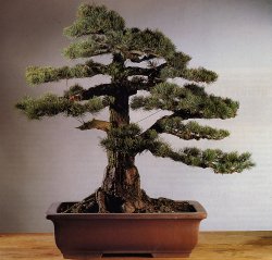 M�dchenkiefer - Pinu pentaphylla