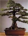 Pinus parviflora"