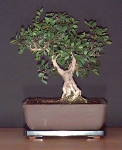 Pistazie