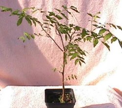 Pistazie - Pistacia vera