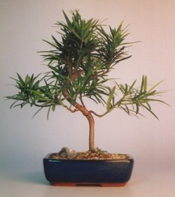 Gro�bl�ttrige Steineibe - Podocarpus macrophyllus