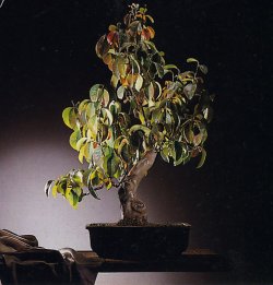 Zierquitte