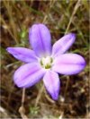 Brodiaea"