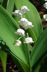 Bulbi - Convallaria majalis - Mughetto