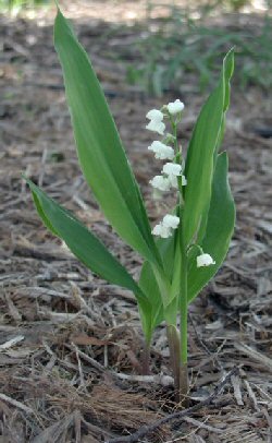 Bulbi - Convallaria majalis - Mughetto