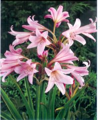 Hakenlilien - Crinum powellii