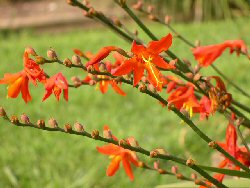 crocosmia_crocosmiiflora.jpg