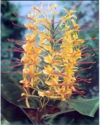 Hedychium densiflorum"