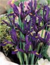 Iris reticulata"