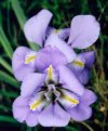 Iris unguicularis"