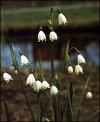 Leucojum aestivum"