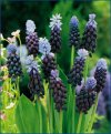 Muscari armeniacum"