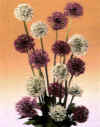 Allium acuminatum"