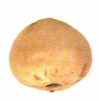 Aglio-Liliaceae (Liliengew�chse)  - Allium