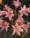 Amaryllis belladonna"