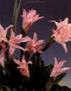 Amarcrinum"