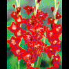 Gladiolus"