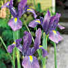 Iris germanica"