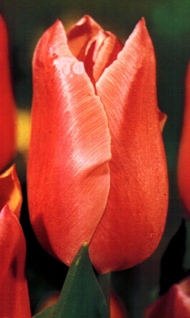 buona notte dans Bibbia: commenti alla Scrittura tulipano
